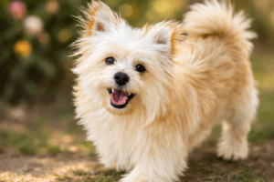 Welcome to the Heartwarming World of the Pomapoo